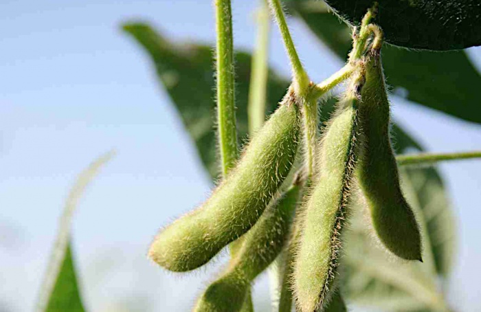 Período de cobertura influencia biomassa e rendimento agrícola