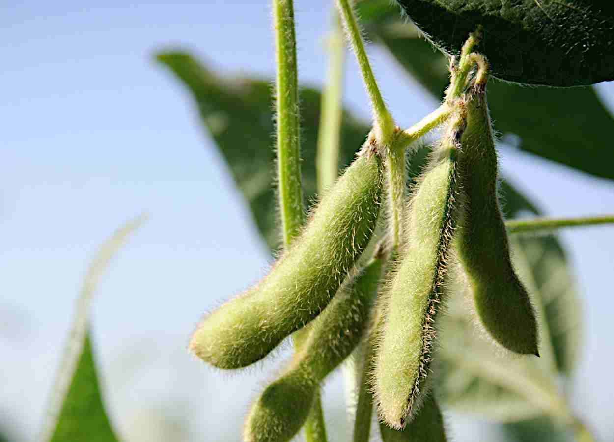 Período de cobertura influencia biomassa e rendimento agrícola