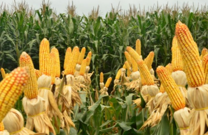 Desempenho histórico impulsiona novo ciclo do milho em SC