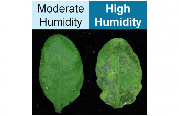 Umidade elevada altera defesa vegetal contra bactérias