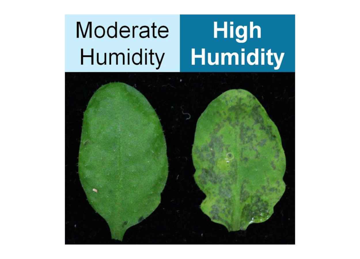 Umidade elevada altera defesa vegetal contra bactérias