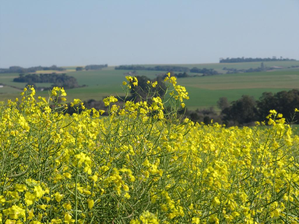 Evento vai apresentar potencial da canola no Brasil