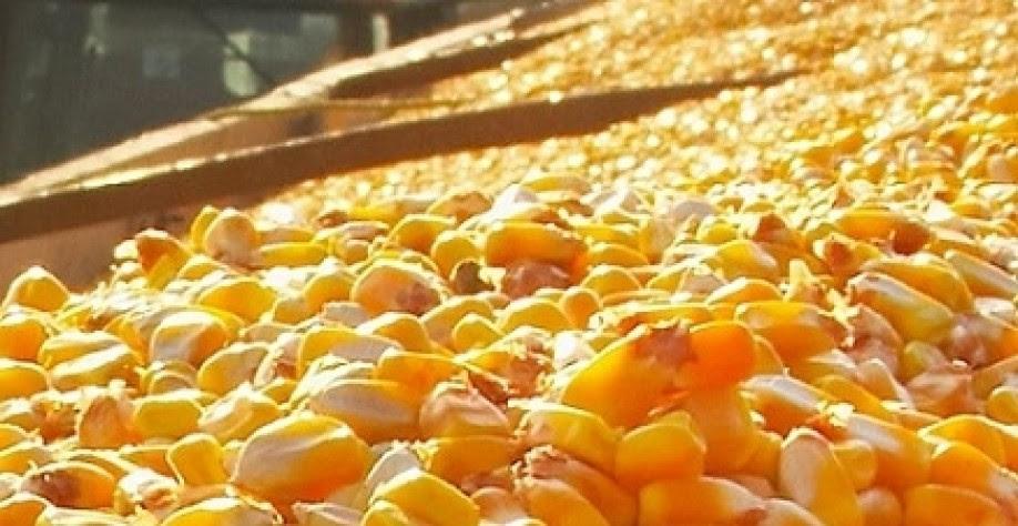 Exportação de milho para Oriente Médio até maio deste ano gerou receita de mais US$ 130 milhões