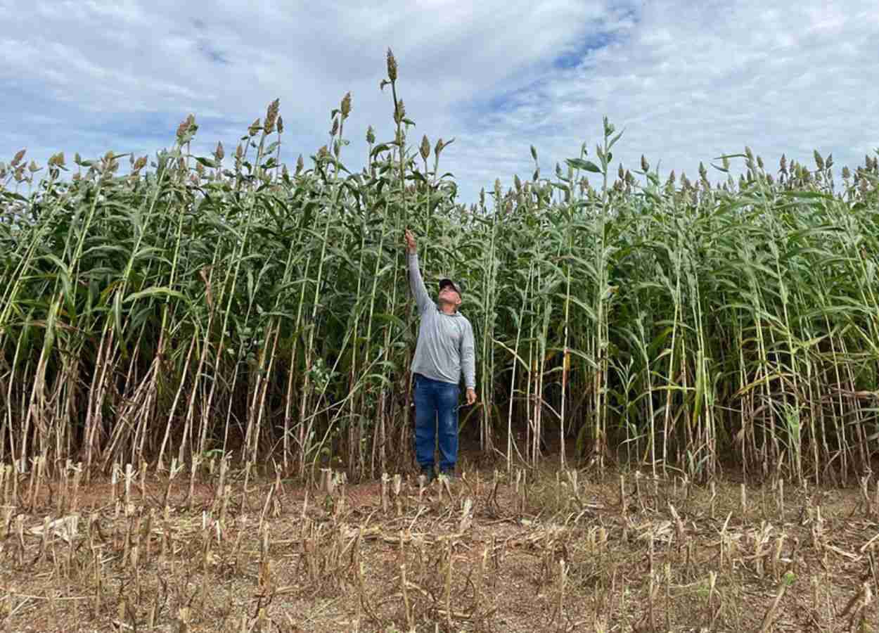 Sua adaptabilidade a diversos sistemas de produção de forragem a tornam estratégica para pecuaristas e agricultores das regiões Sudeste, Centro-Oeste e Nordeste