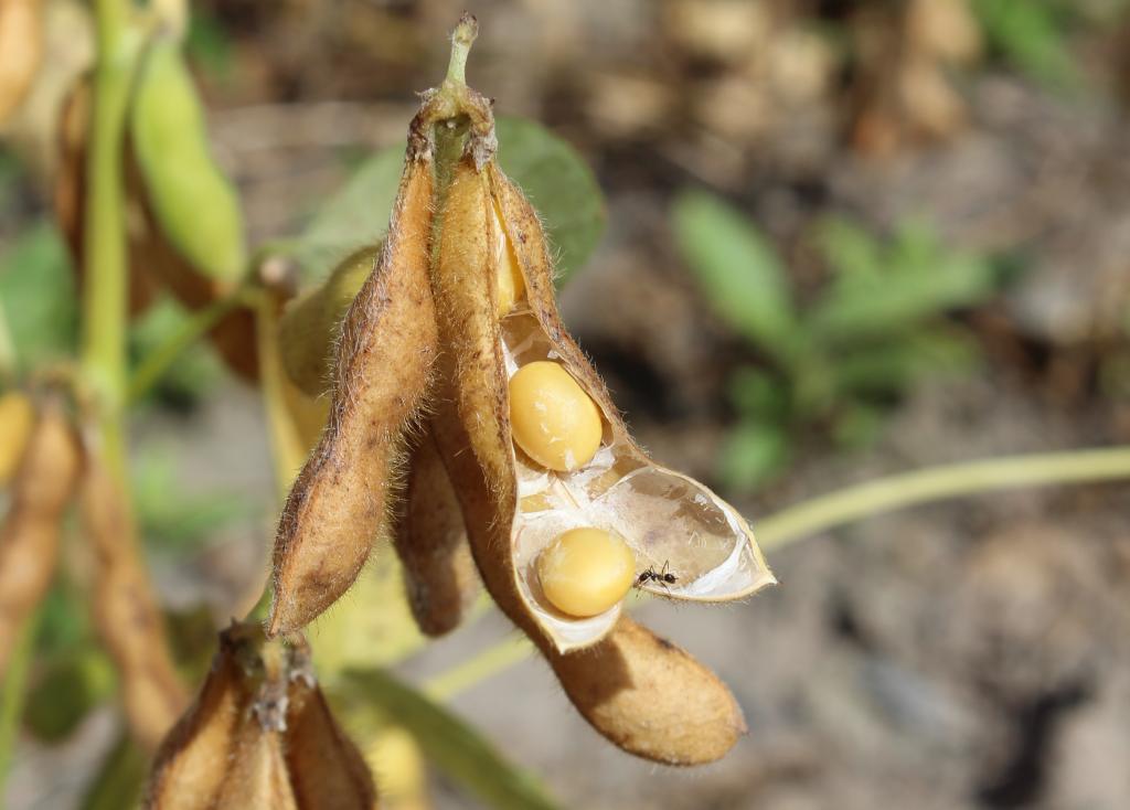 Visita técnica abordará ampliação de base genética de soja para Roraima