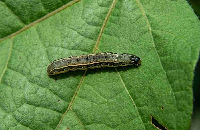 CRISPR revela genes de resistência em Spodoptera exigua