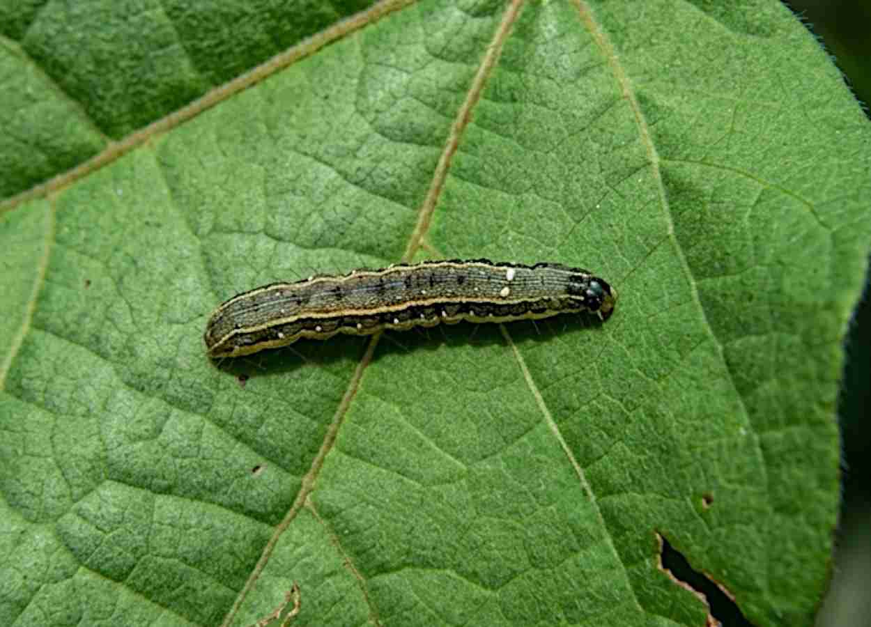 CRISPR revela genes de resistência em Spodoptera exigua