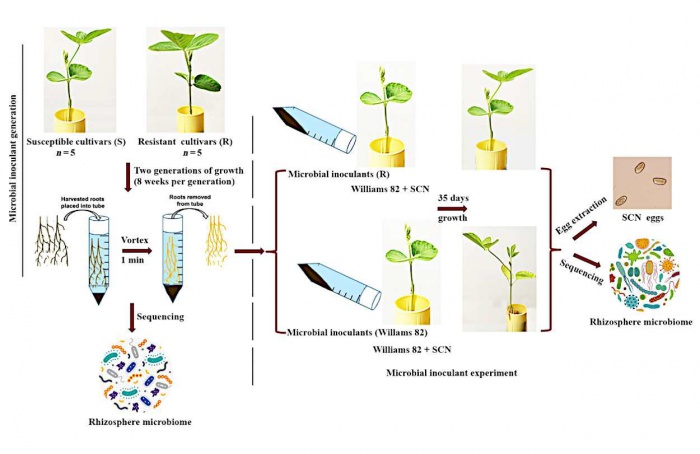 Microbioma da rizosfera amplia resistência da soja ao nematoide-de-cisto