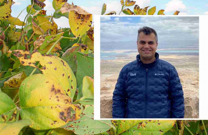 Safra de soja desenvolve-se com avanço de Cercospora spp