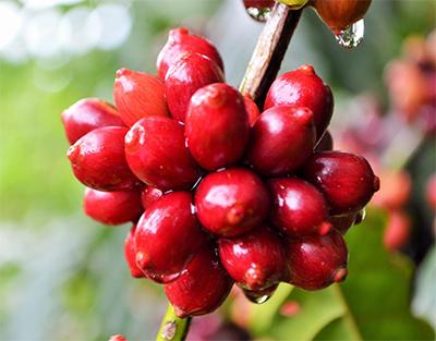 Cafeicultura de Rondônia na vanguarda da tecnologia