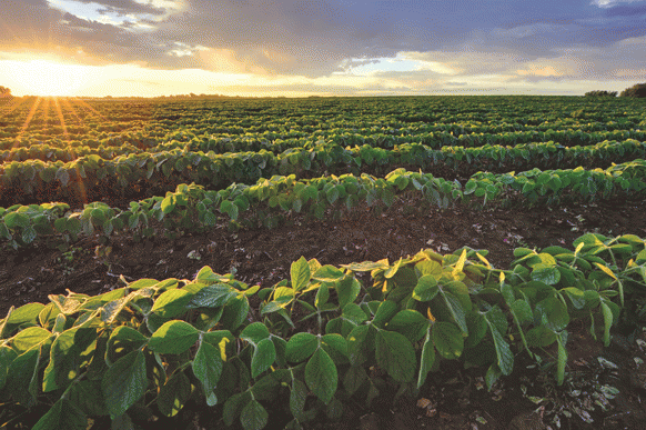 Bayer, RTRS e AAPRESID incentivam produção sustentável de soja