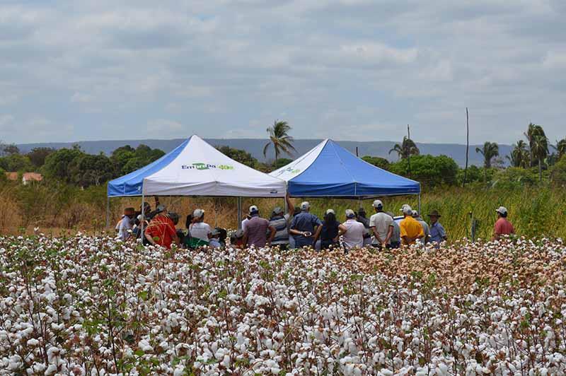 Cultura do algodão no semiárido é tema de dia de campo no Ceará