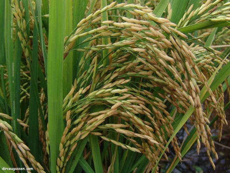 Produtor retraído e indústria ativa sustentam movimento de alta do arroz