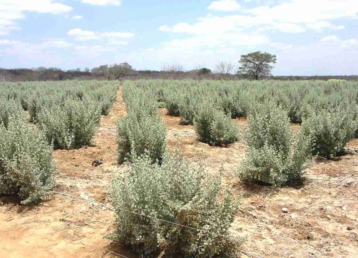 Microrganismos raros ajudam milho em solos salinos
