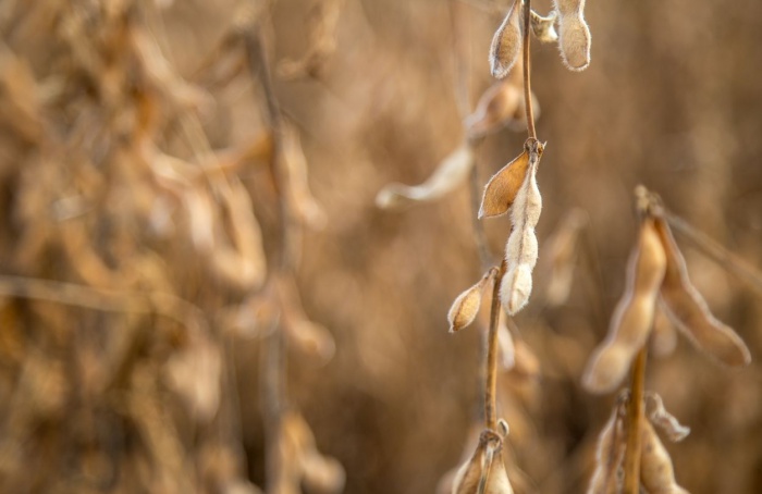 USDA surpreende com aumento na produção e estoques de grãos