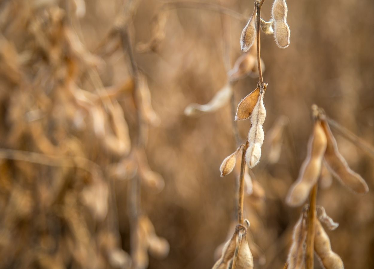 USDA sorprende con aumento en producción y existencias de granos.