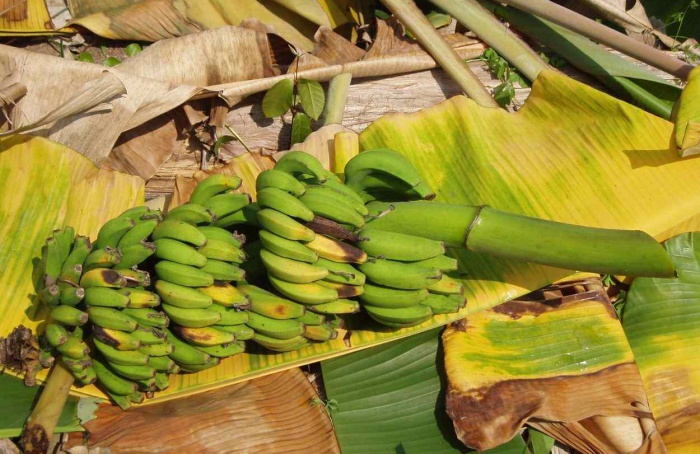 Erradicação do moko da bananeira em área de terra firme exige vazio sanitário de dois anos