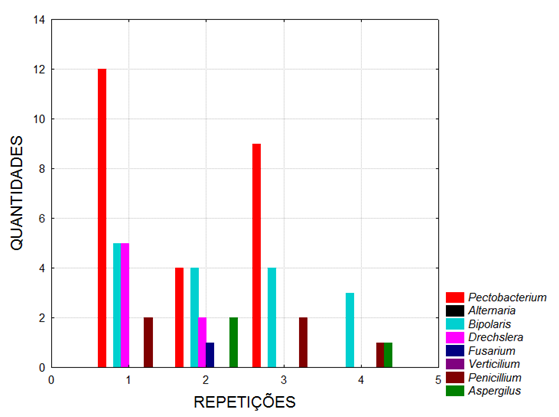 Gráfico 2 - Quantidades de fungos encontrados em sementes não tratadas em meio AA