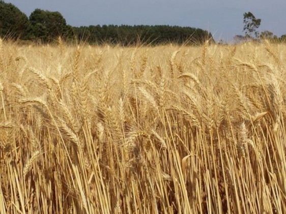 Nova cultivar de trigo confirma potencial produtivo e qualidade de grãos