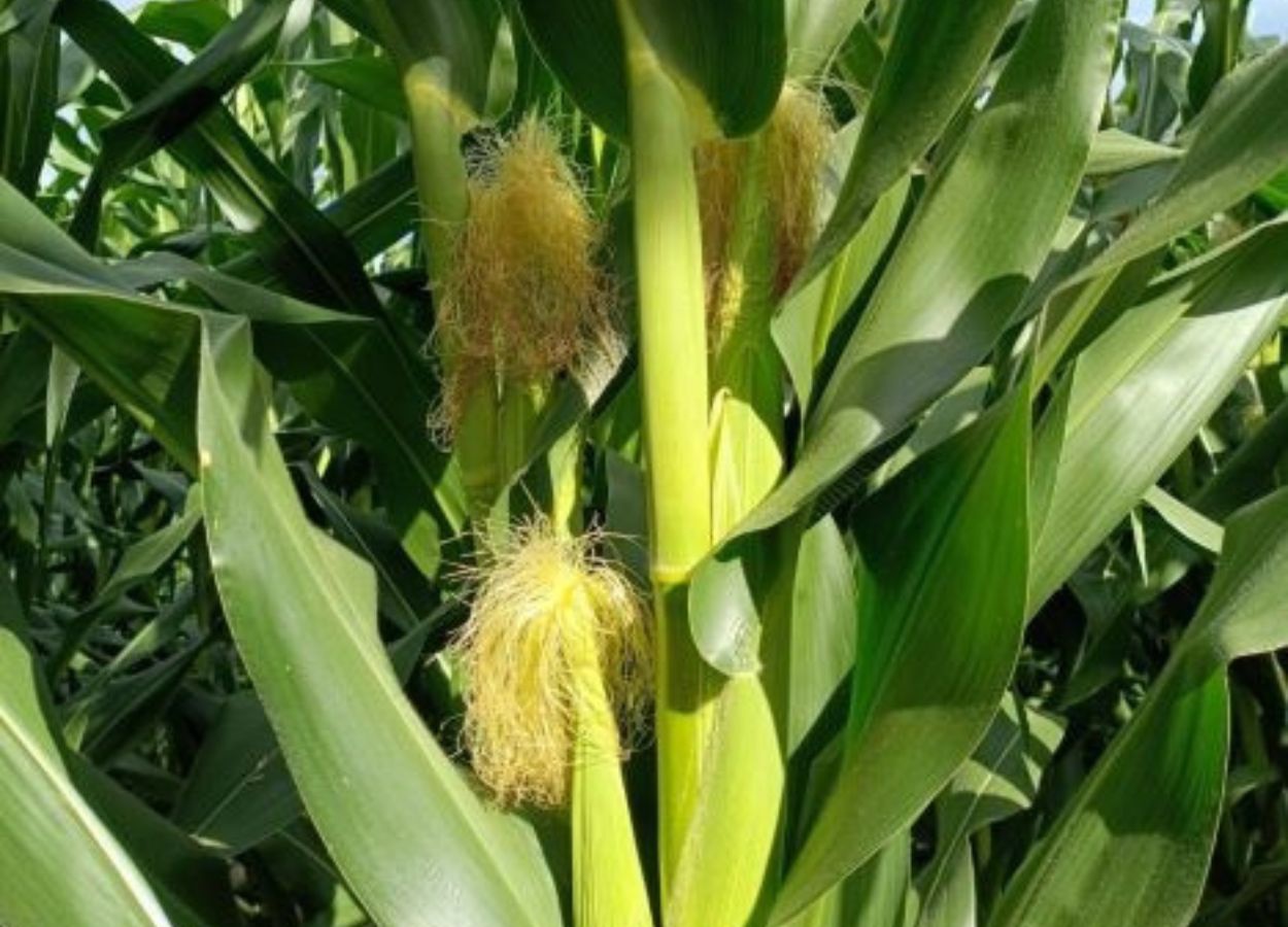Récolte RS 2025/26&nbsp;: Les pluies favorisent le développement du maïs
