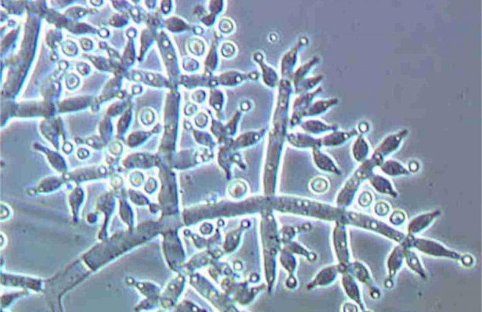 Trichoderma pode elevar a biomassa de tomateiros