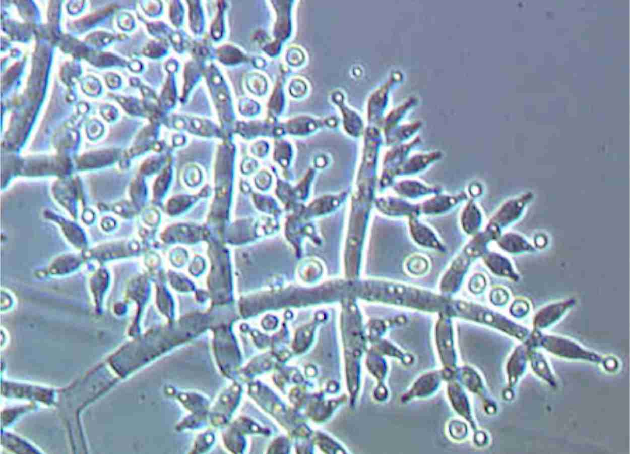 Trichoderma pode elevar a biomassa de tomateiros