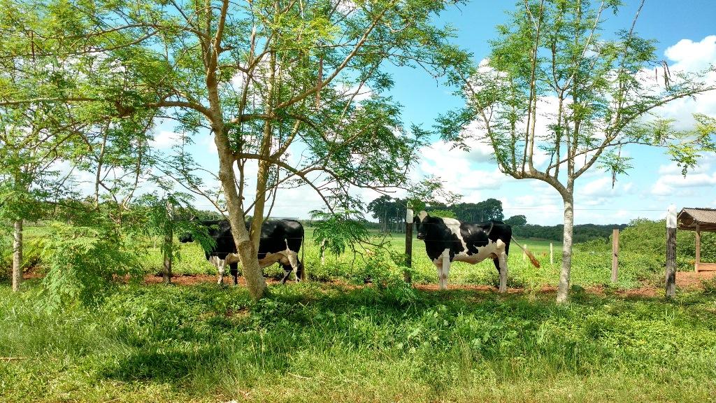 Pesquisadores criam planilha que calcula sombreamento em sistemas de integração