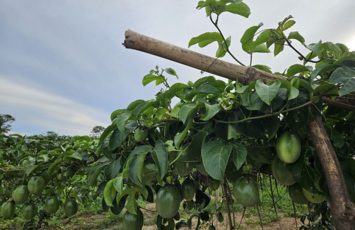 Irrigated fruit growing is the new vector of development in the Northeast of Goiás