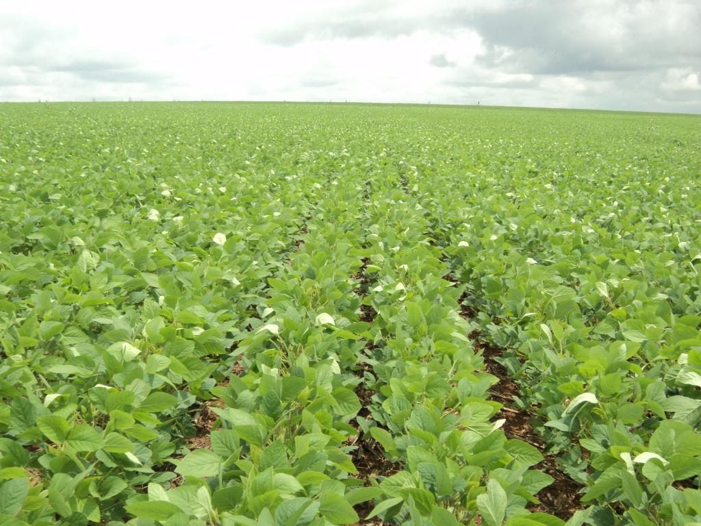 ​Pesquisas indicam resultados das lavouras de soja com produtos Satis