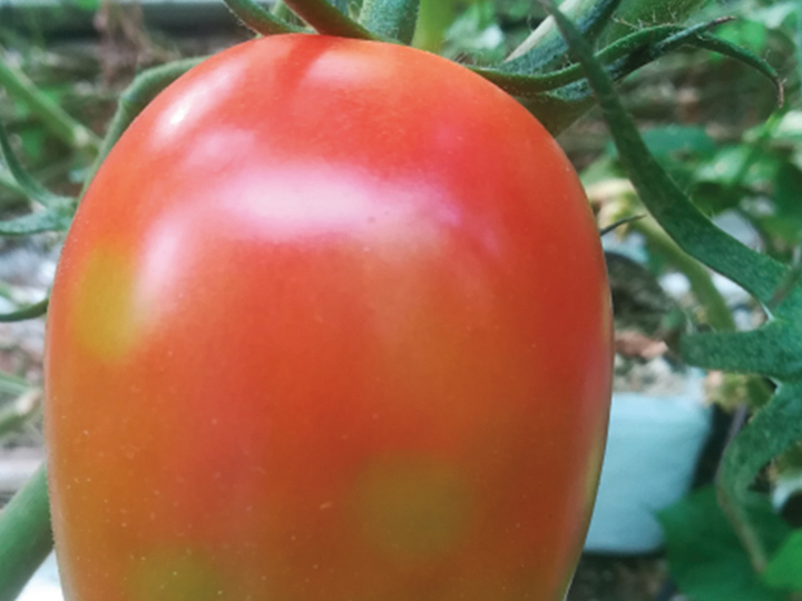 Fruto de tomate com manchas cloróticas de plantas infectadas por ToBRFV.