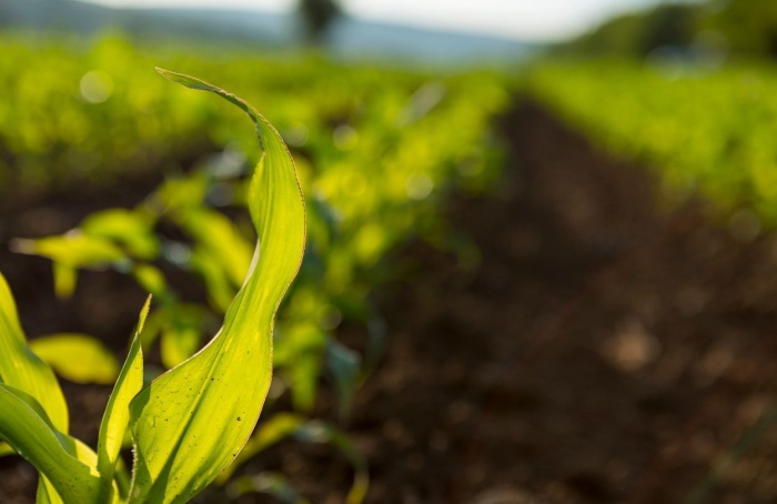 Fórum discute futuro dos bioinsumos no agro em outubro