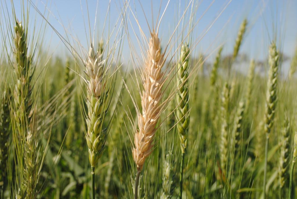 Cultivar de Trigo brasileira recebe aprovação na Bolívia