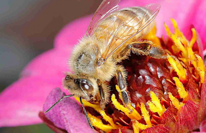 Olhos de insetos inspiram tecnologias no manejo de pragas