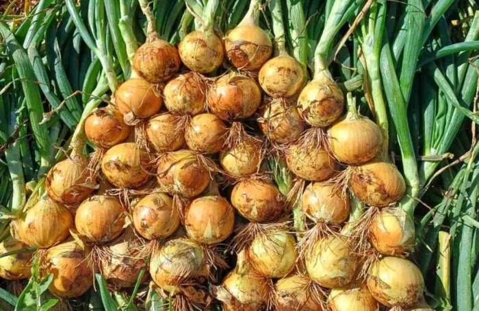 Variedade da TSV amplia a eficiência no cultivo de cebola