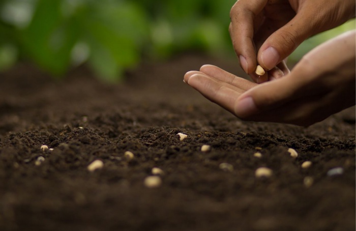 Setor de sementes defende atualização da Lei de Cultivares