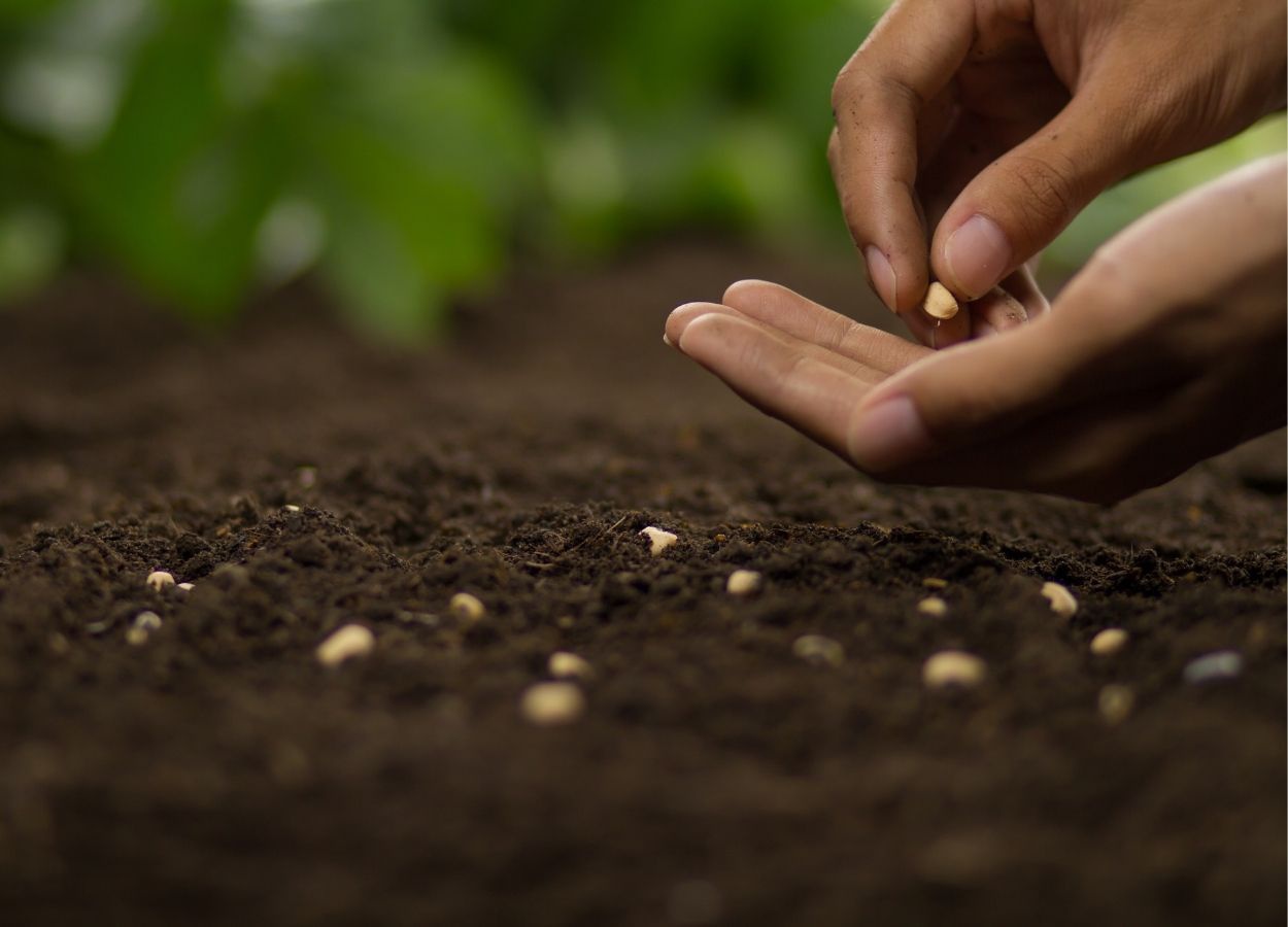 Setor de sementes defende atualização da Lei de Cultivares