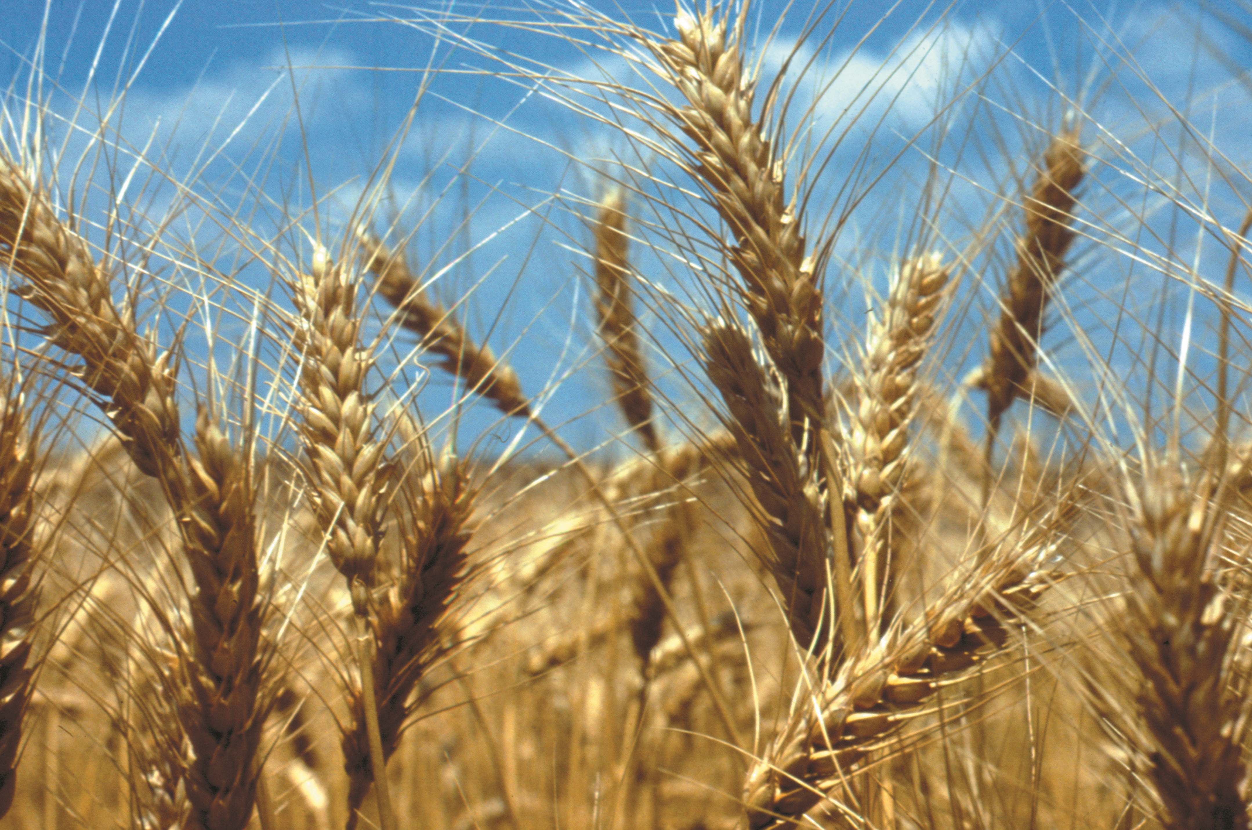 No inverno, a cultura do trigo deve ser semeada em 1/3 da área intercalada com 1/3 de aveia preta e com 1/3 de aveia preta + ervilhoca.