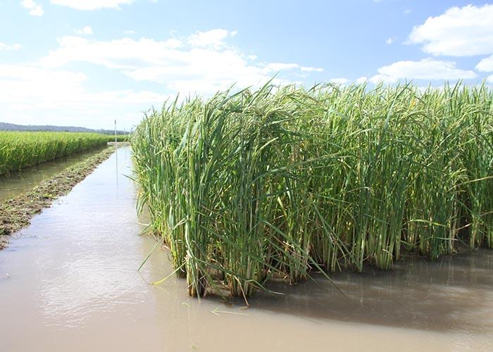 Novo Zoneamento Agrícola de Risco Climático para arroz irrigado ganha mais precisão