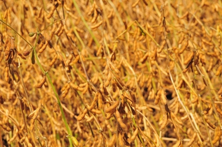 Monitoramento agrícola atualiza situação das lavouras para safra de grãos 2013/2014