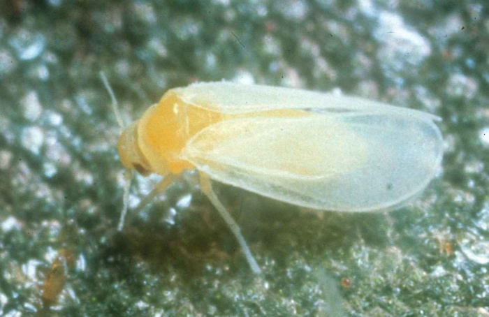 Seleção contínua eleva resistência de mosca-branca ao tiametoxam