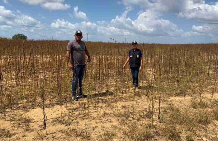 Segundo período do vazio sanitário da soja segue até 31 de outubro no Pará