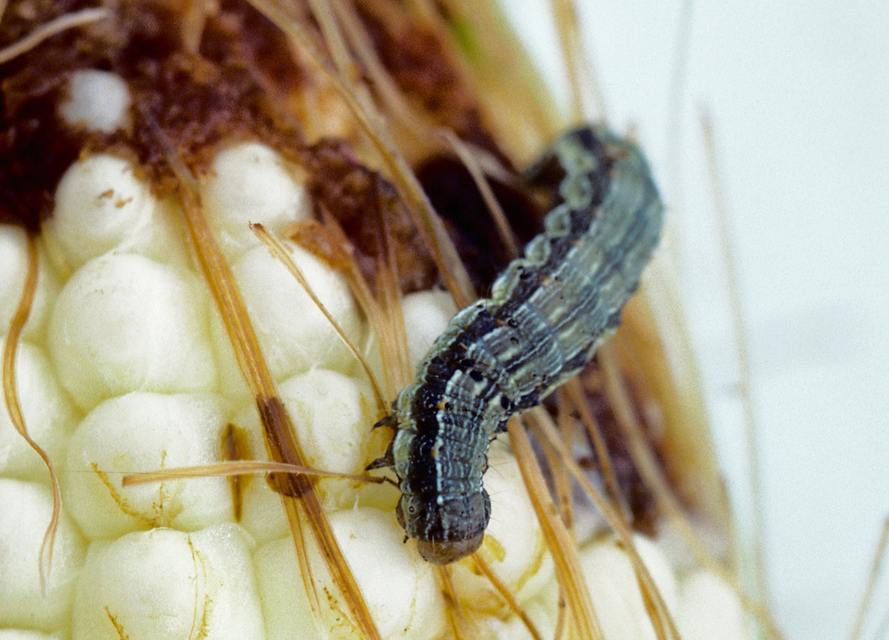 Foto: Jack Dykinga / USDA