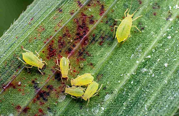 Biótipo do pulgão-verde molda microbioma fúngico em cereais