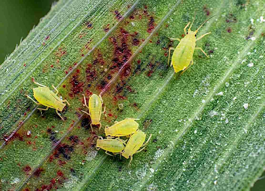Biótipo do pulgão-verde molda microbioma fúngico em cereais