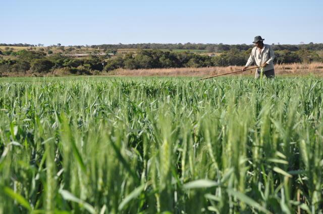 Agro brasileiro alimenta 800 milhões de pessoas, diz estudo da Embrapa