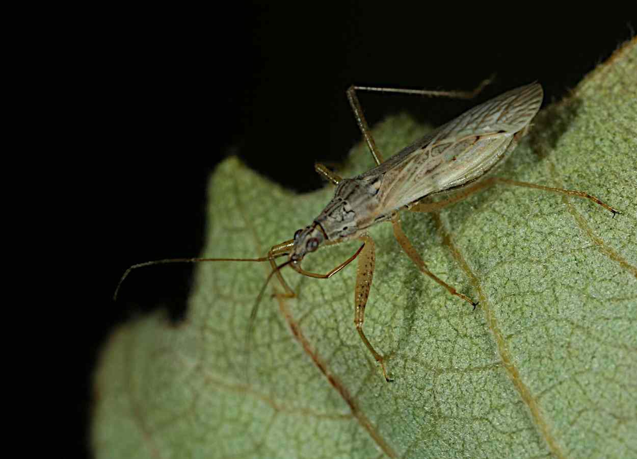 Plantas de cobertura aumentam predadores em lavouras de milho