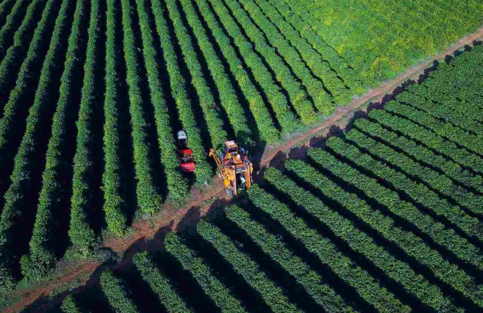 PR Safra 2024/25: colheita avança e reduz preço do café no campo