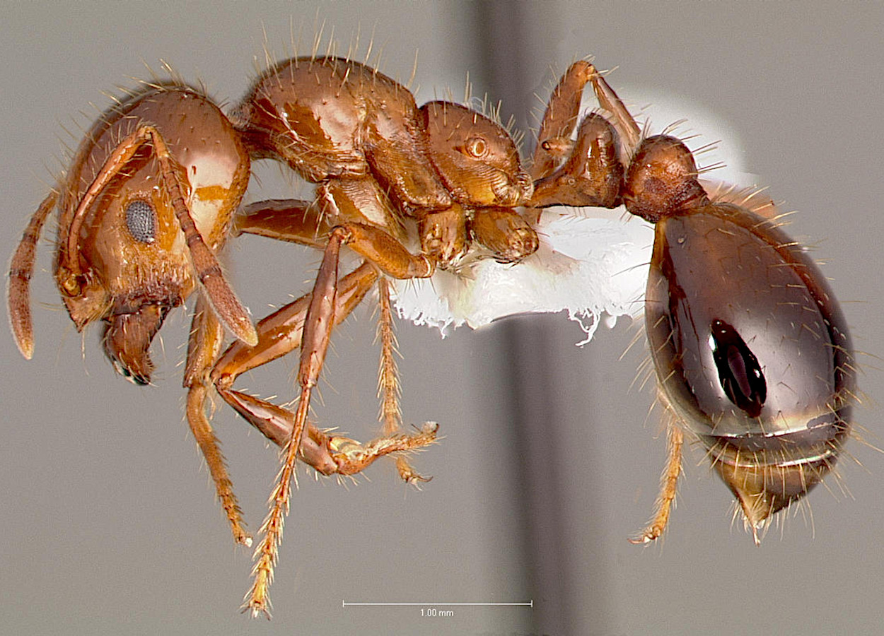 Foto:&nbsp;AntWeb