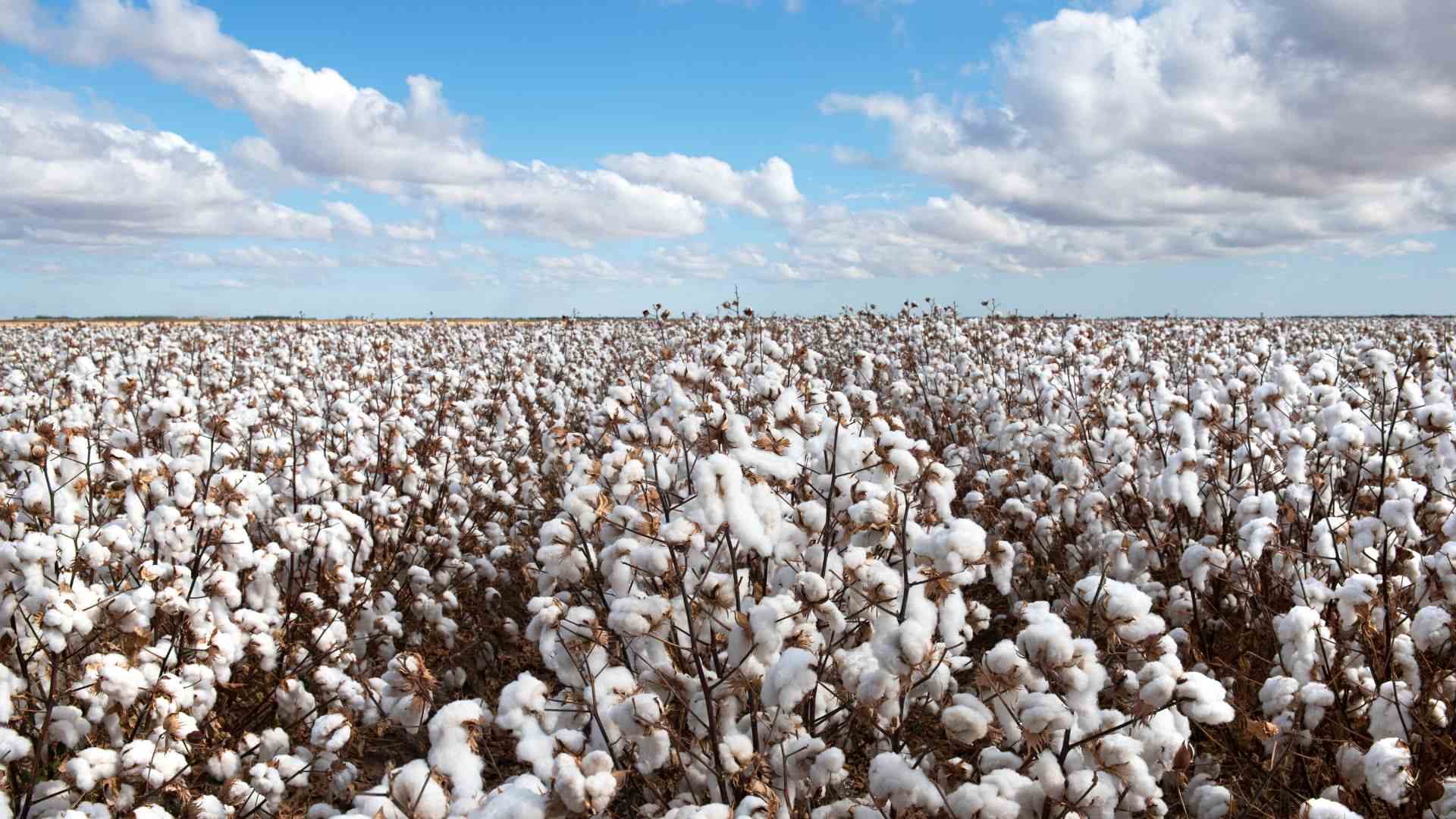 Colheita de algodão acelera o ritmo em Goiás