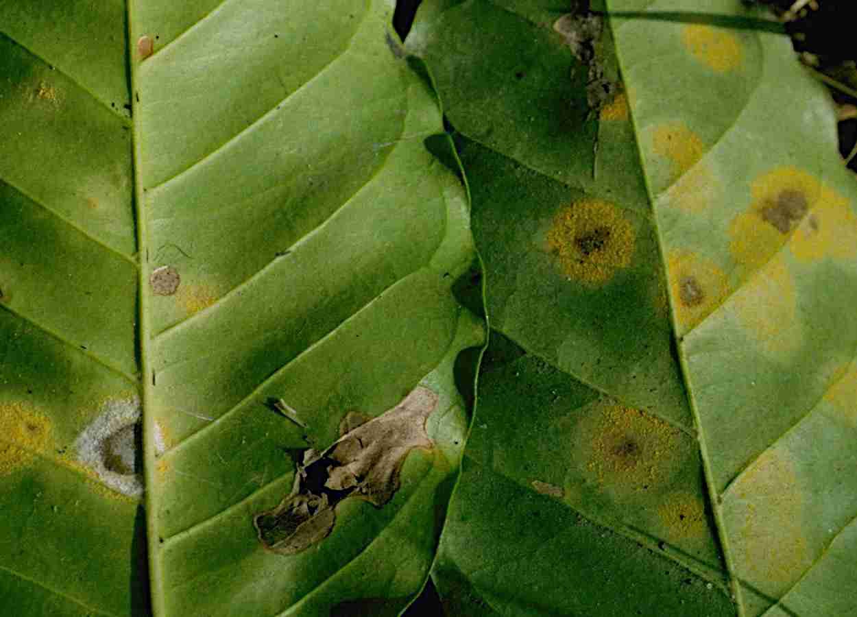 Estudo identifica efetores da ferrugem capazes de suprimir imunidade